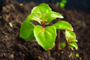 plant sprouting from the ground
