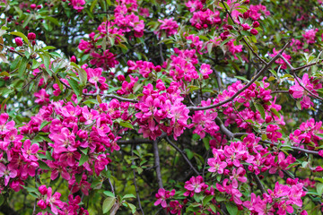 Purple flowers