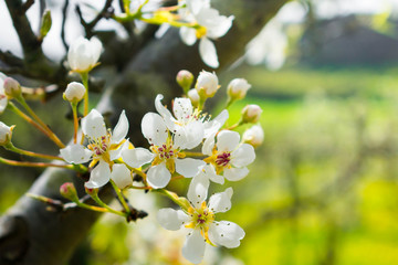white flowers on a branch with lots of light
