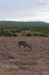 Male kudu antelope with spiral horns grazing in the wild