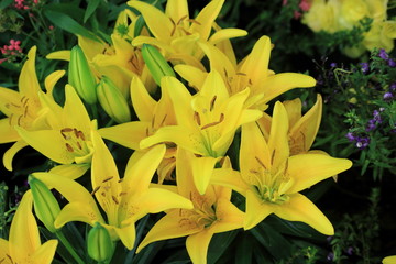 Close up lily yellow color Flower in garden. 
