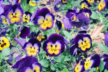 Purple, yellow flowers