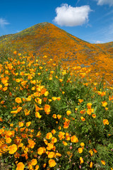 Poppies in super bloom at Walker Canyon in Southern California. Portrait view