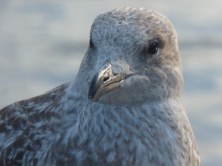 the portrait of a seagull