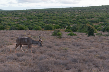 Naklejka na ściany i meble Male kudu antelope with spiral horns walking in the wild