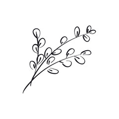 Willow catkins branch hand drawn vector illustration
