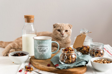 Healthy breakfast with a cute cat. Raisins, cranberries and hazelnuts served with almond milk on a white linen table cloth. Side view, copy space