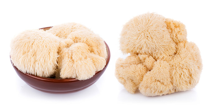 lion mane mushroom isolated on white background