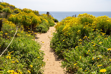 Point Dume in Malibu California leads up to a bluff overlook. Giant coreopsis Wildflowers all along the sandy trail