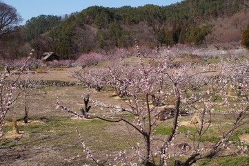 Apricot flower park
