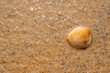 The orange shell is placed on the sand that looks like a gem.