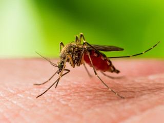 Encephalitis, Yellow Fever, Malaria Disease or Zika Virus Infected Culex Mosquito Parasite Insect Macro on Green Background