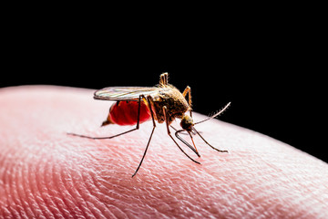 Encephalitis, Yellow Fever, Malaria Disease or Zika Virus Infected Culex Mosquito Parasite Insect Macro Isolated on Black Background