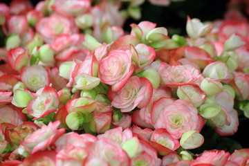 Pink and white rieger begonia in the garden,Thailand.Close up begonia flower.