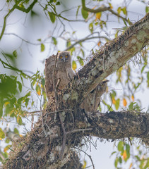OWL INDIA