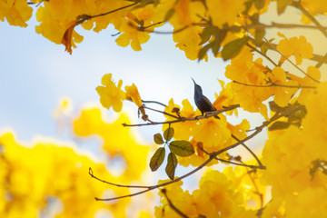 Bird on a branch with flower blooming