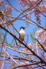 Bird on a branch with flower blooming