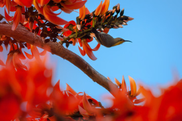Bird on a branch with flower blooming