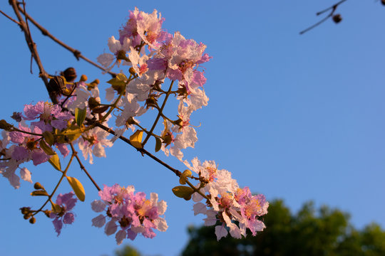 A tree called Lagerstroemia loudonii that receives sunlight in the evening.
