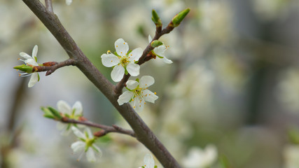 Pflaumenblüte 2