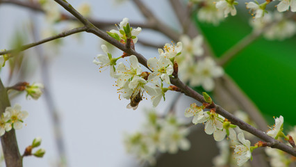 Biene auf Pflaumenblüte