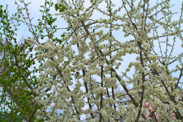Schwarzdornhecke in voller Blüte