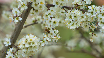 Biene in der Schwarzdornhecke