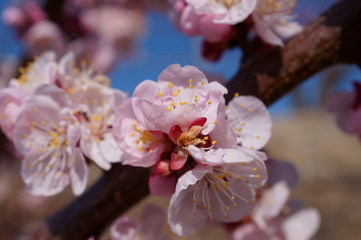 Apricot flower park