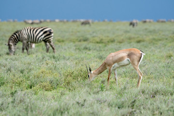 Fototapeta premium Impala in Serengeti national park
