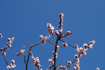 Apricot flower park
