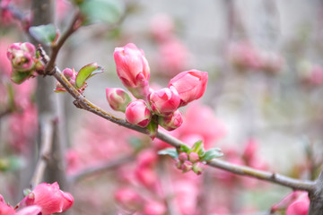 Fototapeta na wymiar flor rosa del membrillo japones a punto de eclosionar con el fondo desenfocado3