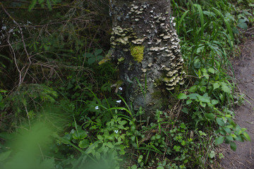 The trunk of an old tree overgrown with moss and mushrooms in the middle of the forest.