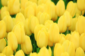 Close up yellow tulip in the field.Selective focus.For background.