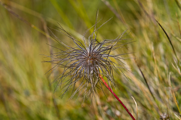 Seiseralm Alp de Siusi