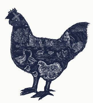 Chicken double exposure tattoo, Farm animals art hand drawn graphic