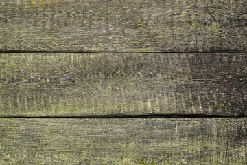 Fototapeta premium wooden background of green color with the expressed texture of a tree