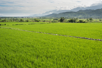 Obraz premium green paddy farm