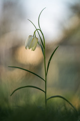 Schachbrettblume #03