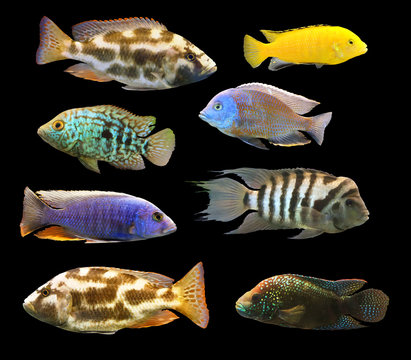 Set of cichlid fish isolated on black background.