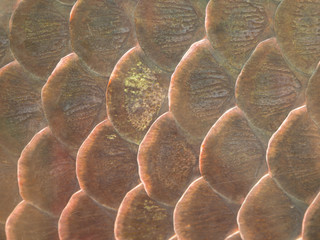 Fish scale texture for background. © kunchit1969
