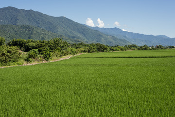green paddy farm