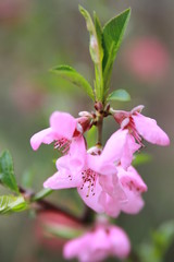 Fiore rosa di Papaya 