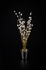 A bouquet of fluffy willow branches (Salix gracilistyla) in the metal-bucket cup