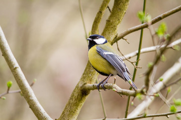 mésange charbonnière 