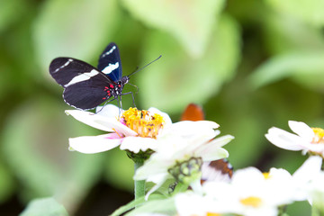 Macro of a black and white butterfly sitting on a yellow flower
