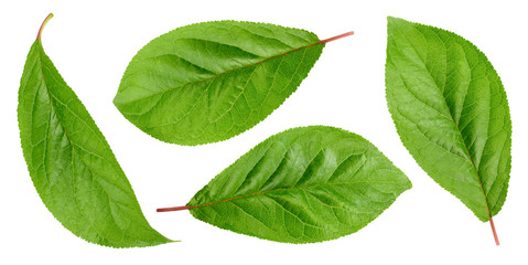 Plum leaves isolated on white