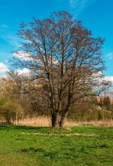 Großer Baum auf einer Wiese im Frühling
