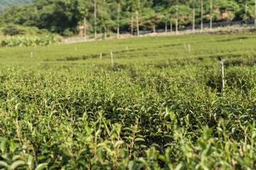 green tea farm
