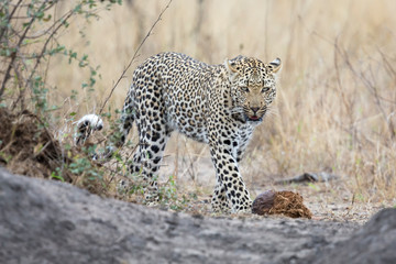 Lone leopard walking and hunting during daytime