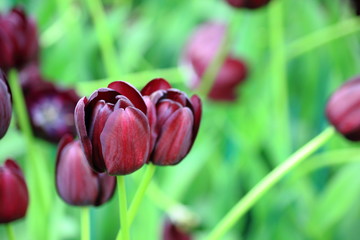 Close up purple dark or call Queen of Night' this fantastic variety has beautiful dark purple...